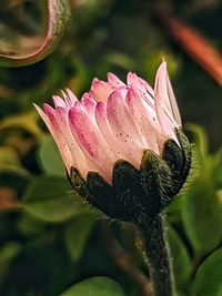 Close-up of pink flower