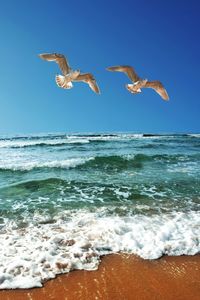 sea