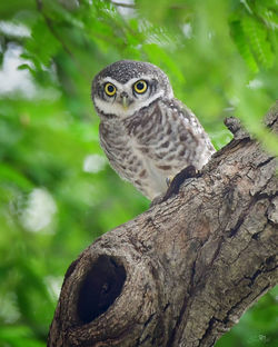 Close-up of owl perching on branch