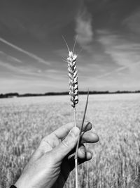 Hand holding a cereal crop