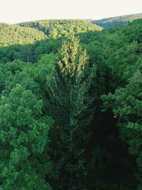 Scenic view of forest