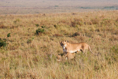 Two lion cubs