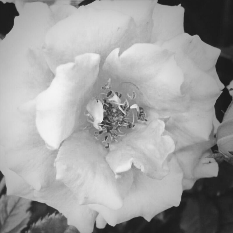 flower, petal, flower head, fragility, freshness, growth, beauty in nature, close-up, blooming, nature, white color, plant, pollen, in bloom, single flower, stamen, focus on foreground, day, no people, botany