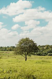 Tree on field against sky