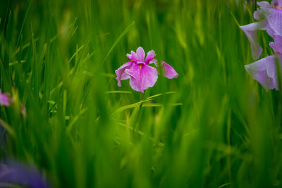 Close-up of purple crocus flowers on field