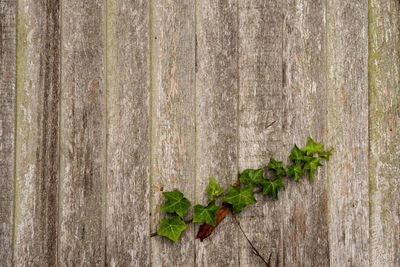Close-up of fresh green leaves on tree trunk