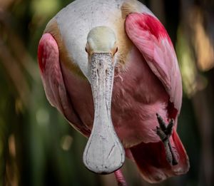 Close-up of bird