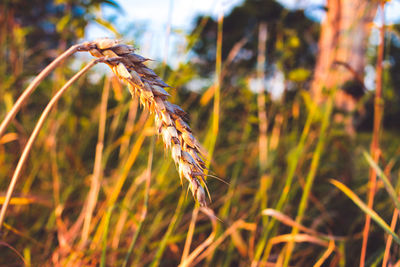 Close-up of wheat plant