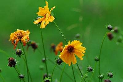 Close-up of yellow flowers in field