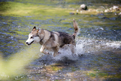 Dog running in water