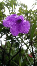 Close-up of wet purple flower in rainy season