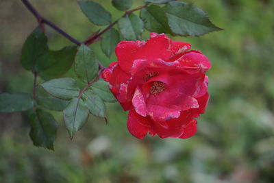 Close-up of red rose