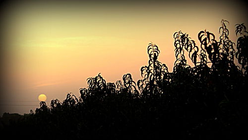 Silhouette plants against sky during sunset