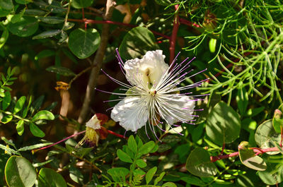 Close-up of flower blooming outdoors