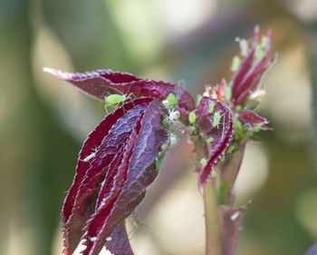 Close-up of pink flowering plant