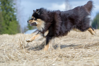 Dog running on dry grass