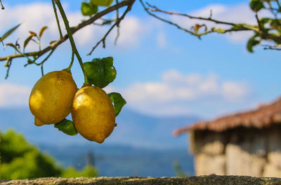 Lemons on tree against sky