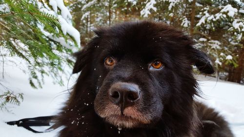 Close-up portrait of a dog