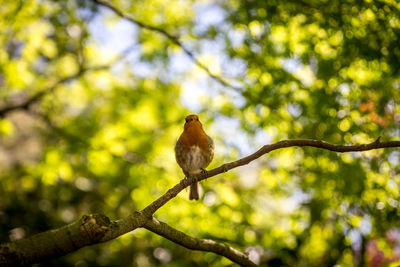 Low angle view of bird perching on branch