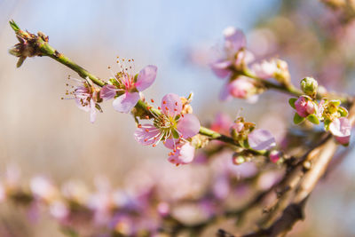 Close-up of pink cherry blossoms in spring