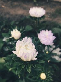 Close-up of pink flower floating on water