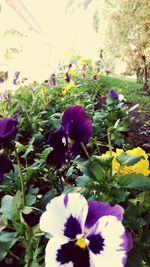 Close-up of purple crocus blooming outdoors