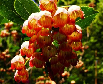 Close-up of red flowers