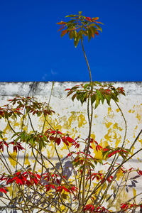 Close-up of flowering plant against blue sky