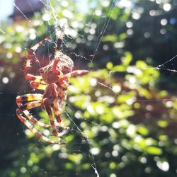 Close-up of spider on web