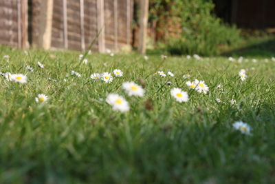 Close-up of white daisy flowers in field