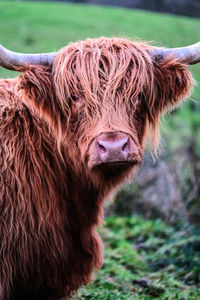 Close-up of a horse