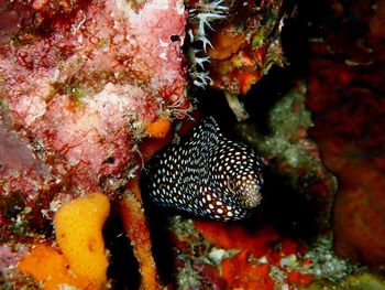 Fish swimming in sea