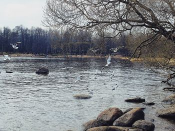 Scenic view of lake in forest