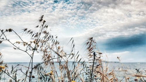 Plants by sea against cloudy sky