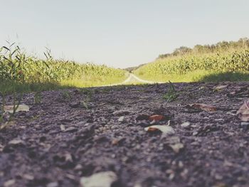 Surface level of agricultural field against clear sky