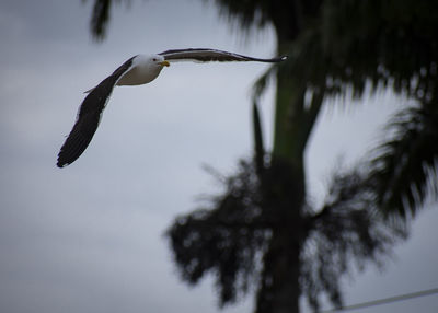 Low angle view of bird flying against the sky