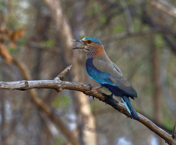 Bird perching on branch