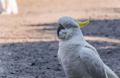 An australian white sulphur crested cockatoo in victoria