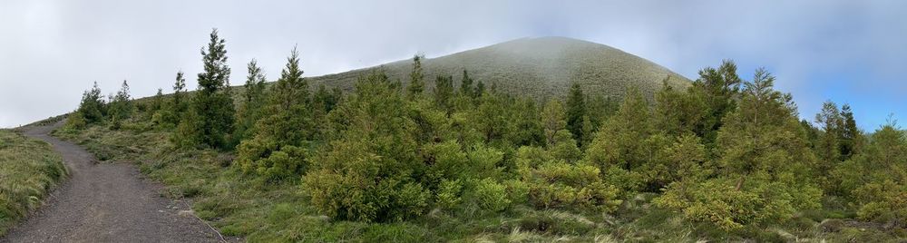 Panoramic view of road amidst trees against sky