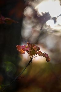 Close-up of wilted flower