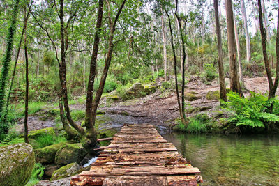 Narrow walkway in forest