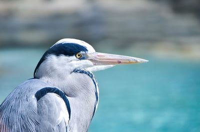 Close-up of gray heron