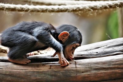 Close-up of monkey sitting on wood