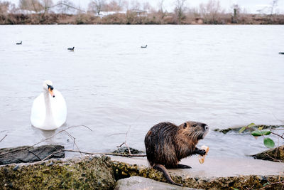 View of birds in lake during winter