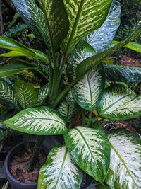 Close-up of leaves