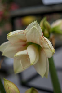 Close-up of white flowering plant