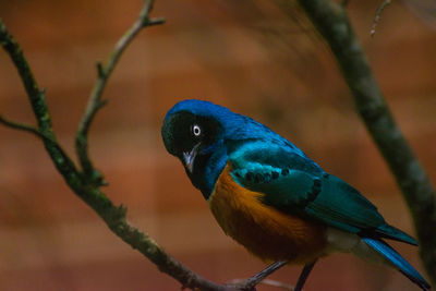 Close-up of bird perching on branch. superb starling.