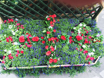 Close-up of potted plants