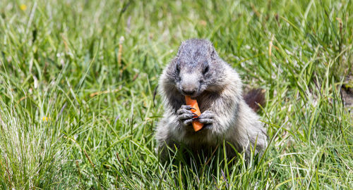 Squirrel eating food on grass