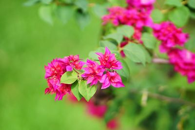 Close-up of pink flowering plant